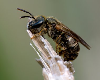 bee200523 Furrow Bee Rosehill Quarry, Isle of Man