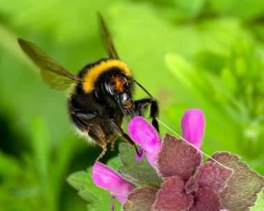 bee210423 Buff-tailed Bumblebee Port Soderick, Isle of Man