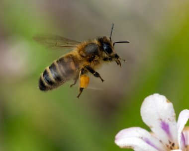bee290722 Bee Douglas, Isle of Man