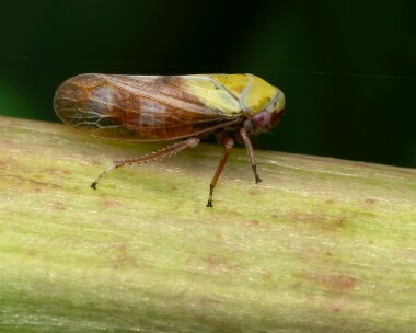 Oncopsisflavicollis160625 Oncopsis Flavicollis Kinloch Laggan, Scotland
