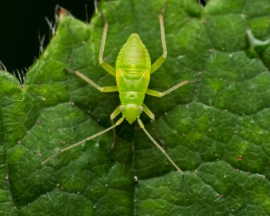 commongreencapsid310525 Common Green Capsid Ballaugh Plantation, Isle of Man