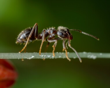 gardenant110425 Garden Ant Langham, Norfolk
