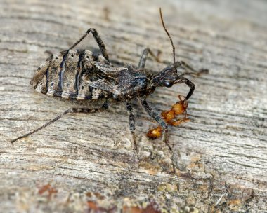 woodroffassassinbug220923 Woodroff Assassin Bug Kelling Heath, Norfolk