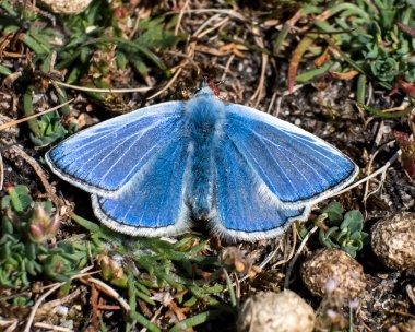 commonbluebut18052021 Common Blue Ballaghennie, Isle of Man