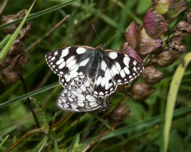 marbledwhite300617 Marbled Whites Magdalen Hill Down, Hampshire