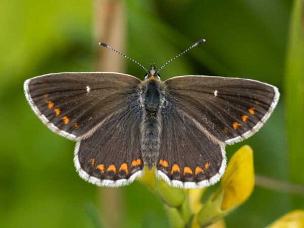 Northern Brown Argus
