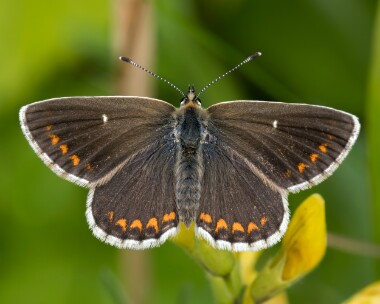 northernbrownargus170625 Northern Brown Argus Grantown on spey, Scotland