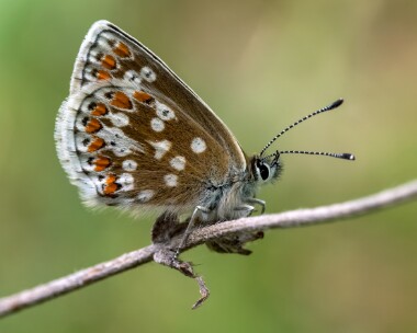 northernbrownargus170625b Northern Brown Argus Grantown on spey, Scotland