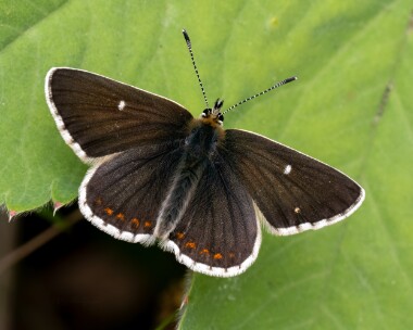 northernbrownargus170625c Northern Brown Argus Grantown on spey, Scotland