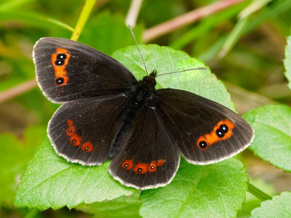 Scotch Argus