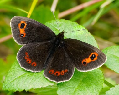 scotchargus280725s Scotch Argus Smardale Gill, Yorkshire