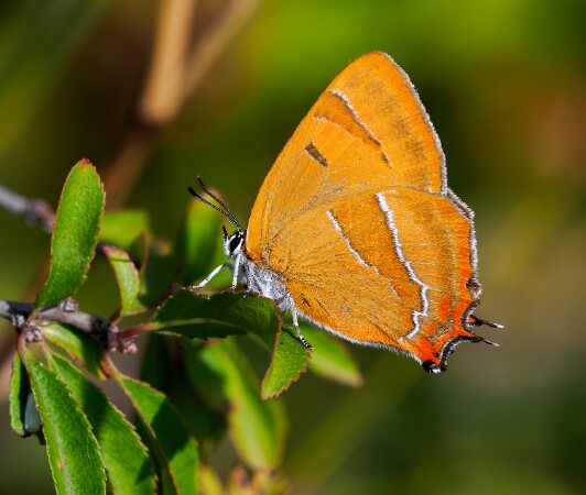 Brown Hairstreak