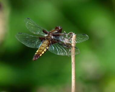 bbchaser220619 Broad-bodied Chaser Bentley Wood, Wiltshire