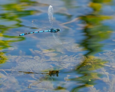 commonbluedam130725 Common Blue Damselfly POA NR, Isle of Man