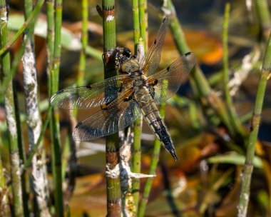 4spot040623 Four-spotted Chaser Kionslieu, Isle of Man
