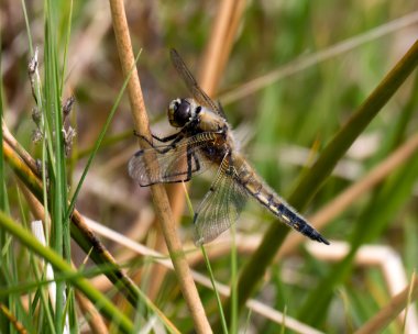 4spot210520 Four Spotted Chaser Stoney Mountain, Isle of Man