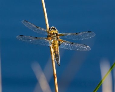 4spot280518 Four-spotted Chaser Ballaugh, Isle of Man