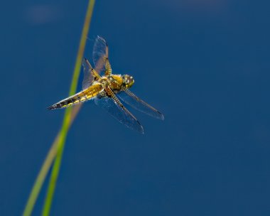 4spot290523 Four-spotted Chaser Kilabrega, Isle of Man