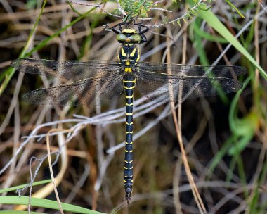 goldenringed280623 Golden-ringed Dragonfly Fersit, Scotland