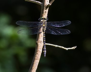 goldenringeddragonfly050717 Golden-Ringed Dragonfly, Parc Slip, South Wales