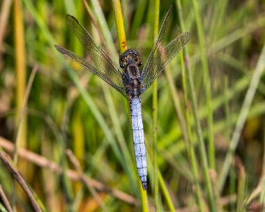keeledskimmer050825 Keeled Skimmer Higher Hyde Heath, Dorset