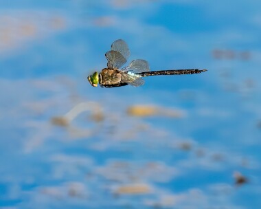 lesseremp040825b Lesser Emperor Silverlakes, Dorset