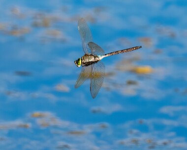 lesseremp040825s Lesser Emperor Silverlakes, Dorset