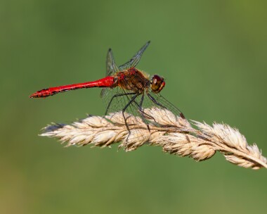 ruddydarter080825 Ruddy Darter RSPB Otmoor, Oxfordshire