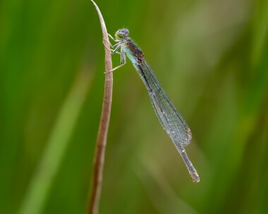 scarcebluetail050825 Scarce blue-tailed Damselfly Higher Hyde Heath, Dorset