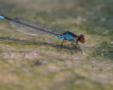 smallredeye050825 Small Red-eyed Damselfly Silverlakes, Dorset