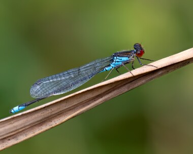 smallredeyed040825 Small Red-eyed Damselfly Ham Wall, Somerset