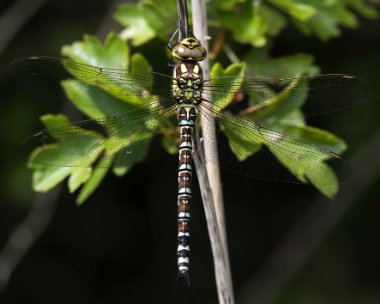 southernhawker060717 Southern Hawker, Newport Wetlands, South Wales