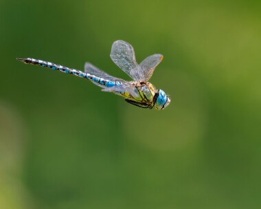 southernmigranthawker080825 Southern Migrant Hawker Whitecross Green Wood, Oxfordshire
