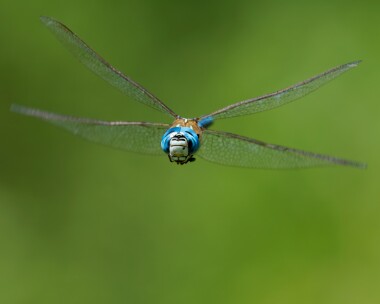 southernmigranthawker080825b Southern Migrant Hawker Whitecross Green Wood, Oxfordshire