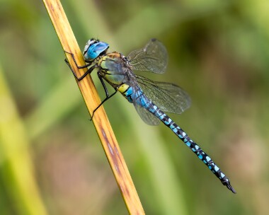 southernmigranthawker080825c Southern Migrant Hawker Whitecross Green Wood, Oxfordshire