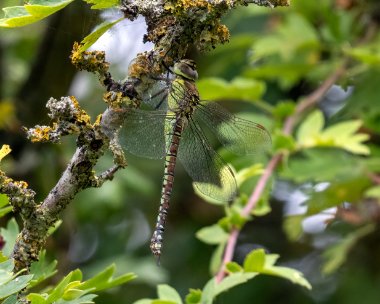 southernmigranthawker210722b Southern Migrant Hawker Cliffe Marshes, Kent