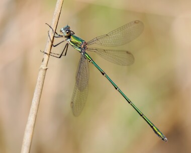 willowemerald080825 Willow Emerald Damselfly Whitecross Green Wood, Oxfordshire