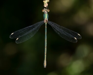 willowemerald080825b Willow Emerald Damselfly RSPB Otmoor, Oxfordshire