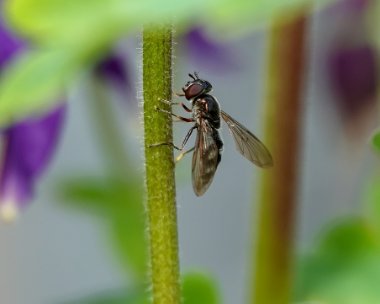 gardenfly Hoverfly Douglas, Isle of Man