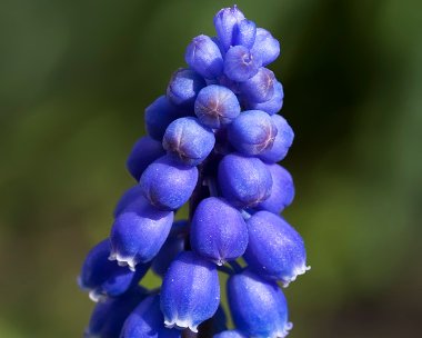 gardengrapehyacinth Garden Grape Hyacinth Braddan, Isle of Man