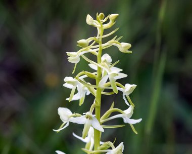 lesserbutterflyorchid220616 Lesser Butterfly Orchid Abernethy, Scotland