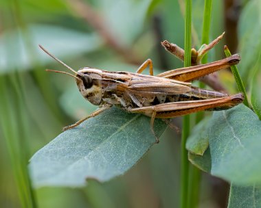 2023-07-24-19-12-07-(B,R7,S3) Grasshopper Loch Quoich, Scotland
