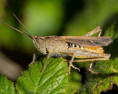 fieldgrasshopper130725 Field Grasshopper POA NR, Isle of Man