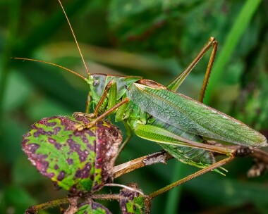 greatgreenbushcricket160925s Great Green Bush Cricket Polgigga, Cornwall