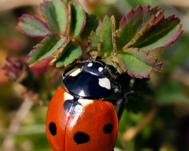 ladybird160411 Ladybird Smeale, Isle of Man