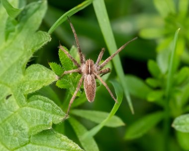 nurserywebspider010523 Nursery Web Spider Ballaghennie, Isle of Man