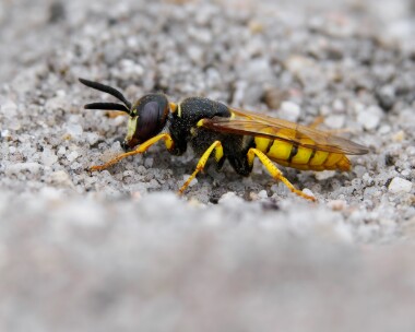 beewolf070825 Bee-wolf Arne Heaths, Dorset