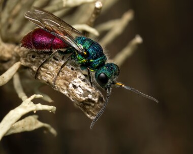 linneauscuckoowasp060625 Cuckoo Wasp Derbyhaven, Isle of Man