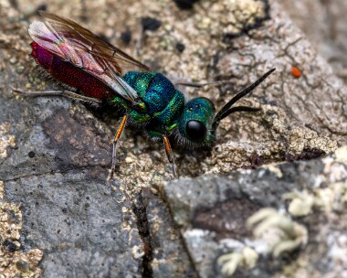 linneauscuckoowasp060625c