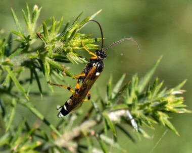 whitestripeddarwinwasp130725 White striped Darwin Wasp POA NR, Isle of Man